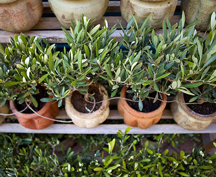 plantes grasses en pot en vente au magasin horticole de Saint-Eloy (18)