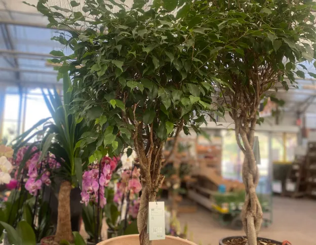 vente d'arbustes à Saint-Éloy-de-Gy près de Bourges dans le Cher 18