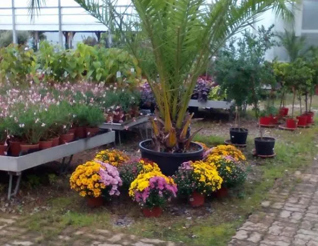 vente de palmier à Saint-Éloy-de-Gy près de Bourges dans le Cher 18