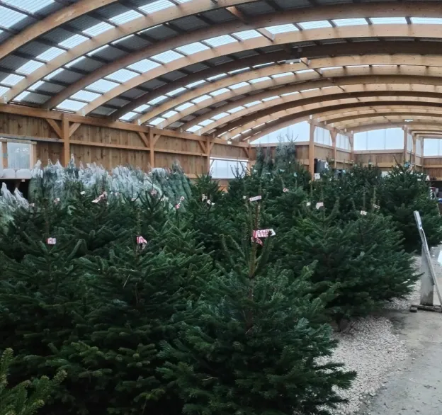 vente de sapins français à Saint-Éloy-de-Gy près de Bourges dans le Cher 18