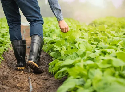 plants de potager à Saint Eloy de Gy près de Bourges dans le Cher 18