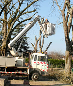 Service d'élagage et d'abattage d'arbres dans le Cher (18) avec Saint-Eloy Paysage Pro