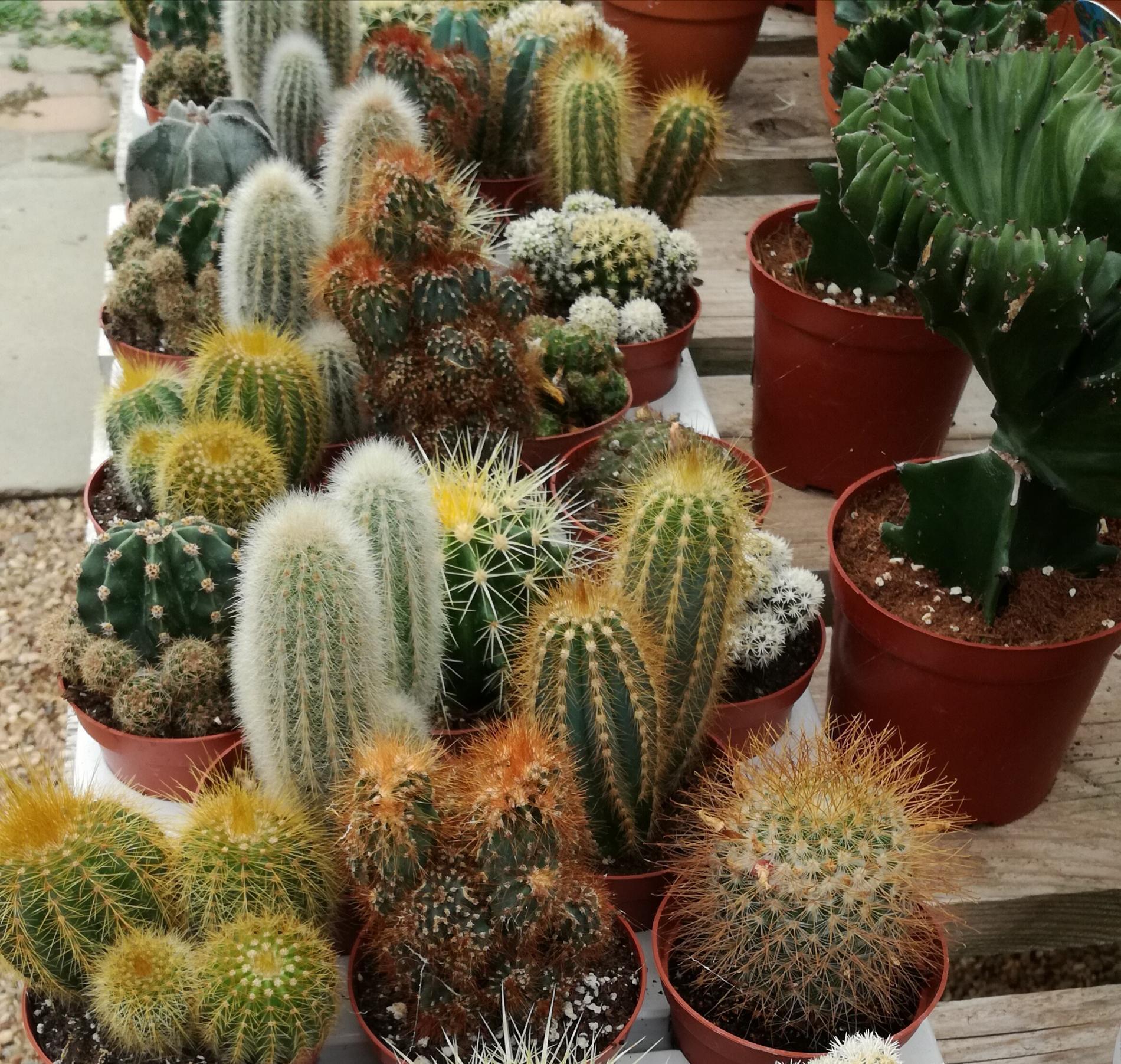 D&eacute;corez votre int&eacute;rieur avec des cactus
