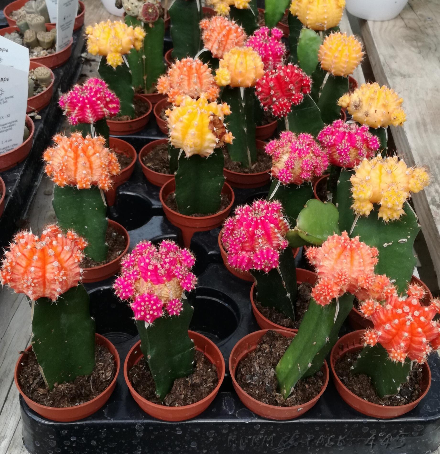 D&eacute;corez votre int&eacute;rieur avec des cactus