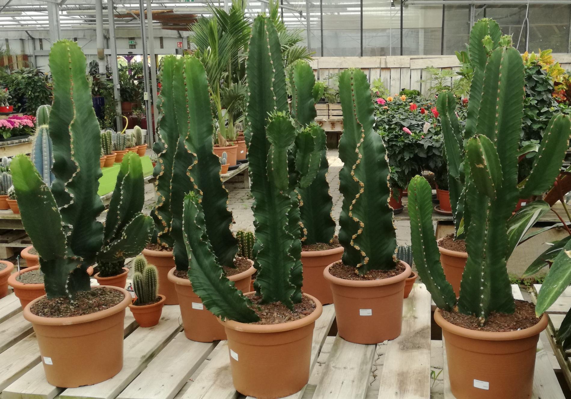 D&eacute;corez votre int&eacute;rieur avec des cactus