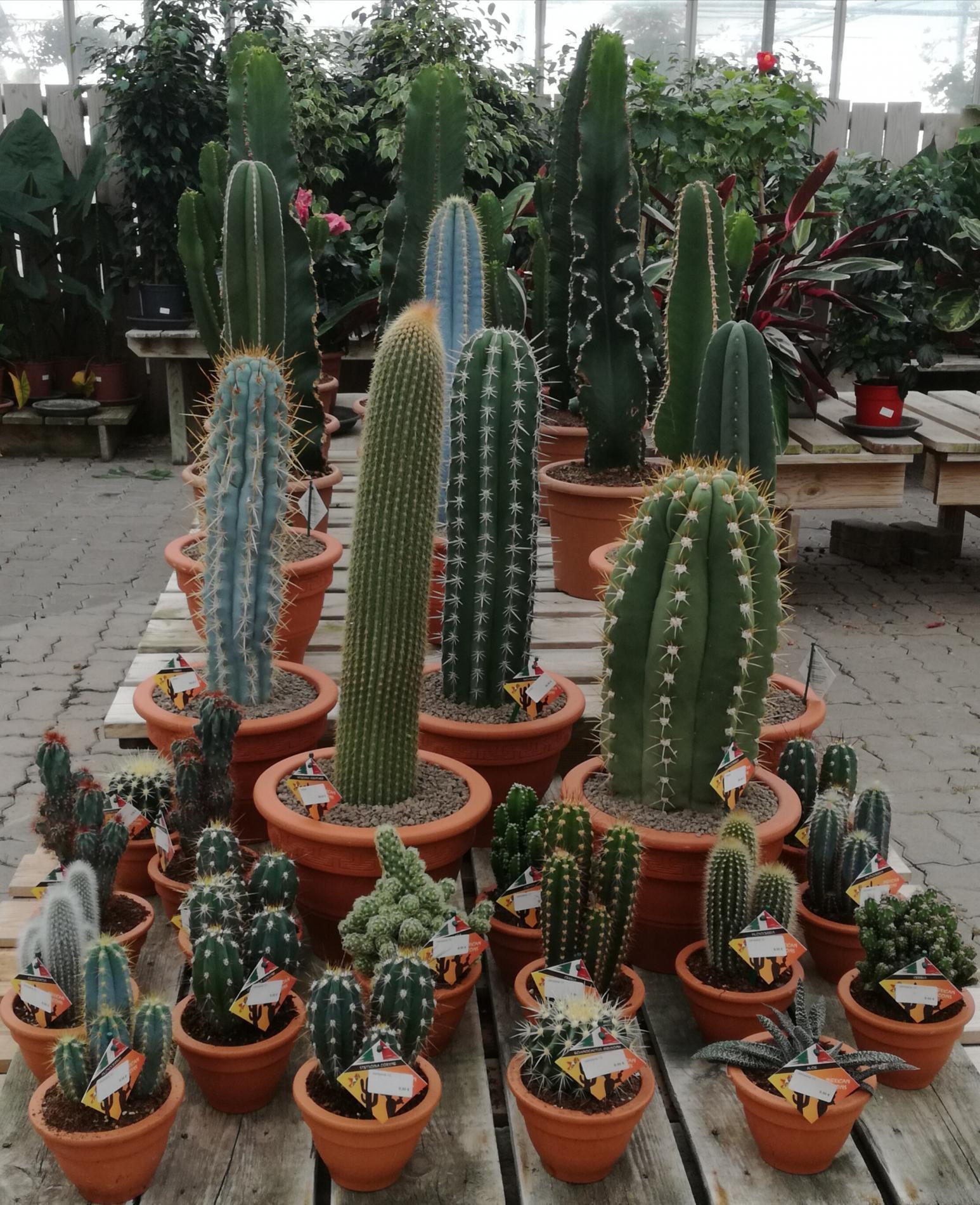 D&eacute;corez votre int&eacute;rieur avec des cactus