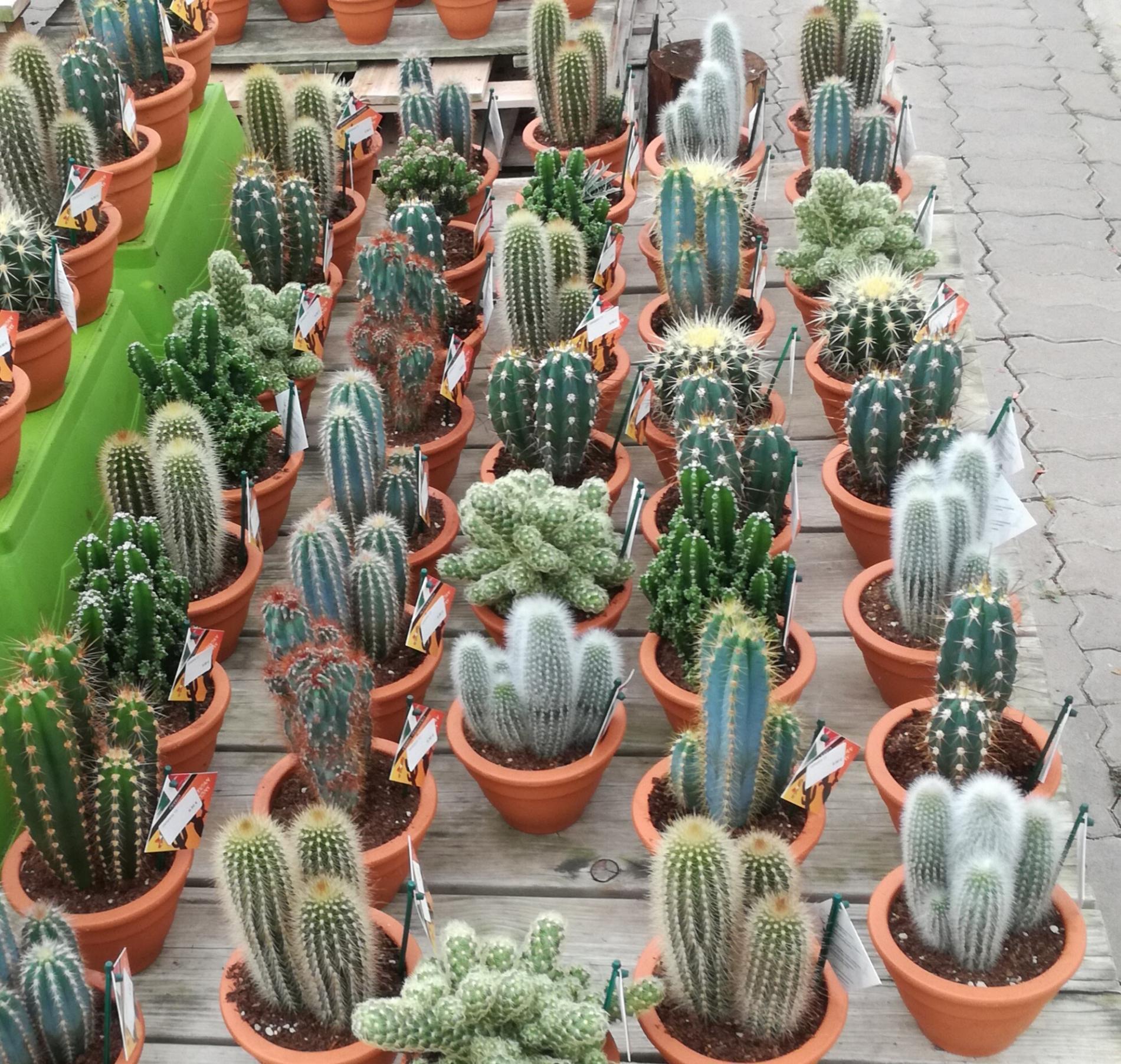 D&eacute;corez votre int&eacute;rieur avec des cactus