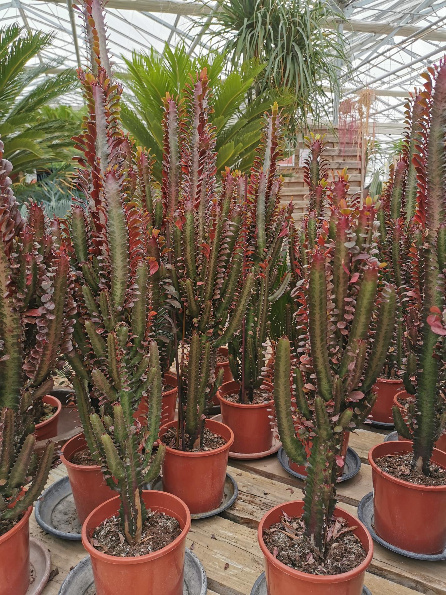 D&eacute;corez votre int&eacute;rieur avec des cactus