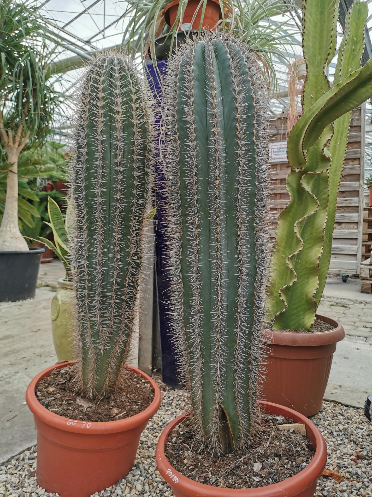 D&eacute;corez votre int&eacute;rieur avec des cactus