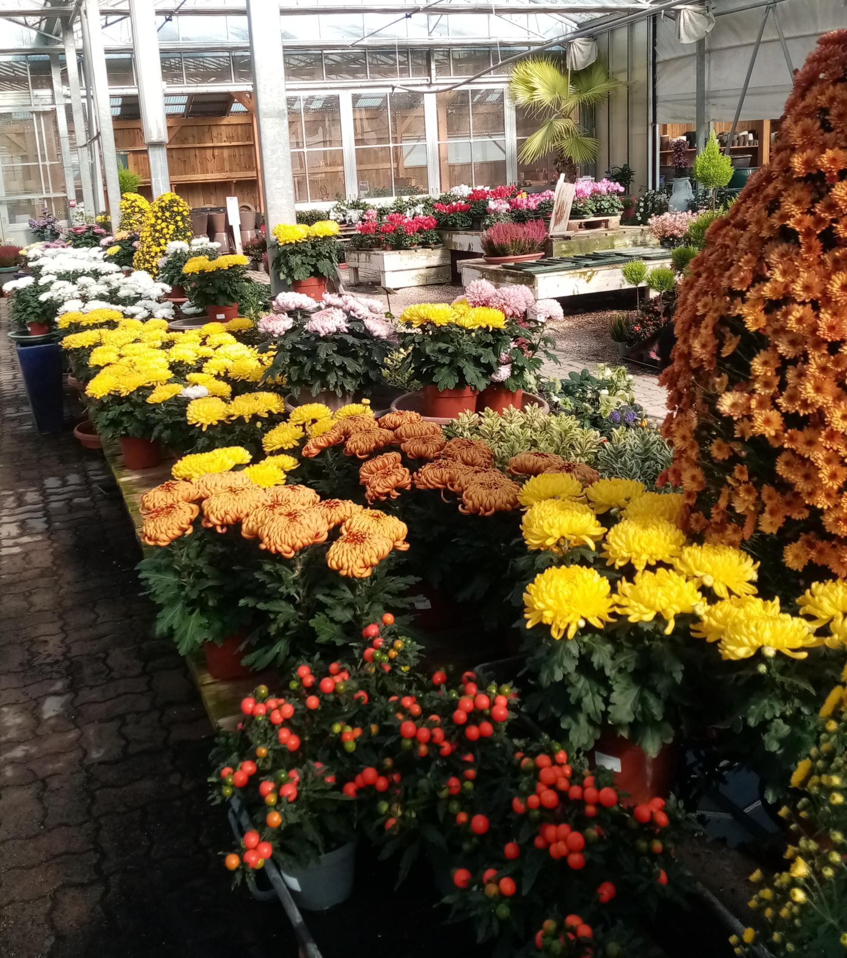Fleurs de la Toussaint