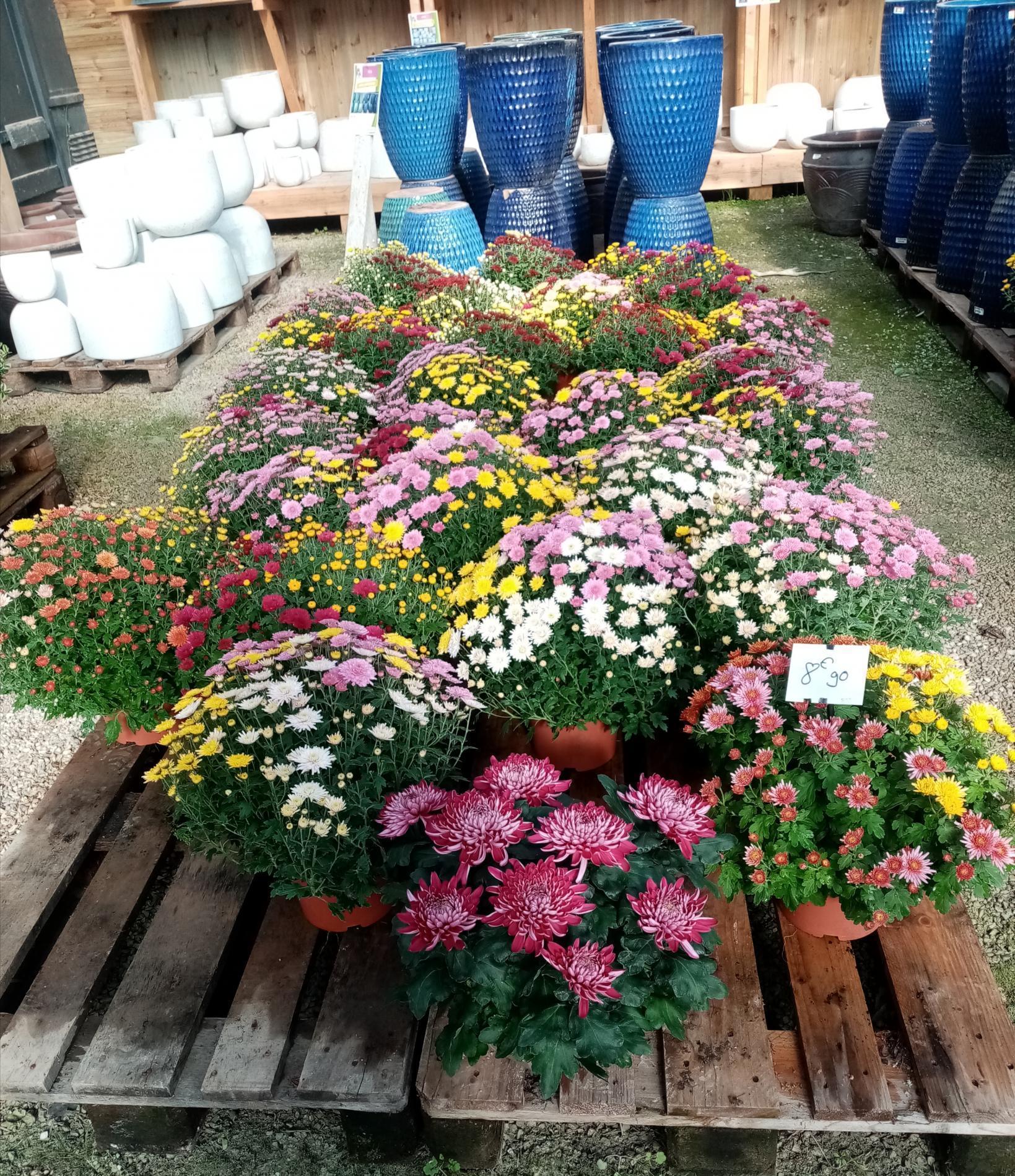 Fleurs de la Toussaint